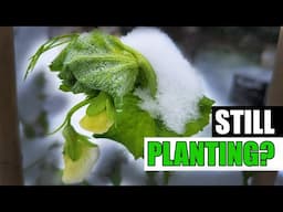 How Late Can You Plant Peas? - Garden Quickie Episode 220