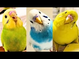 FUNNY AND CUTE PARROTS - TRY NOT TO LAUGH!