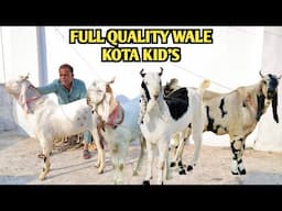 Full Quality Wale Kota Kid’s Gulabi At Junaid Goat’s