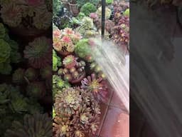 How I water my aeoniums