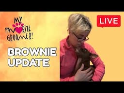 My Favorite Groomer is live! Brownie update