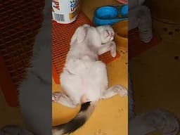 Funny Cat Sleeping #funnycat #funnyvideo #shorts #foryou