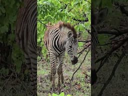 Zebra Sighting: Watch a young Zebra playfully scratch its neck in Kruger Park.  #wildlife #safari