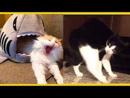 funny & hillarious cats on internet video compilation🐱🐈 | tik tok cats