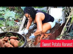 Sweet Potato Harvest || An Abundance of FOOD || Backyard Container Garden