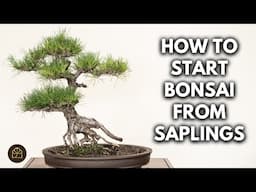 How to Water & Care for Small Bonsai Trees | Q&A