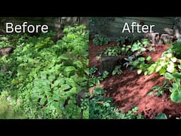 How I Rescue My Neglected Backyard Garden! 🌿🍃😍 Garden Transformation 🌿