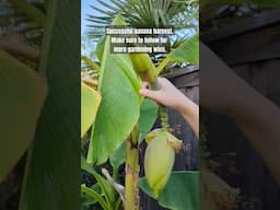 banana fail #gardening