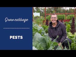 Grow cabbage - Is it possible to avoid pests?