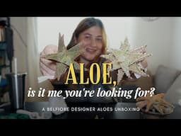 DESIGNER ALOES | Bright Colors, Teeth and Lines: Unboxing World-Class Aloe Hybrids from Belfiore