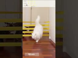 Cat Jumping Challenge | Cat game