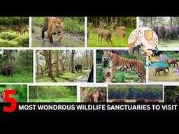 Top 5 Most Wondrous Wildlife Sanctuaries to Visit | Top 5 Best Wildlife Sanctuary to Visit