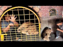 Shayan Ko Lion k Cage Main Bnd kr Dia ||Challenge||😰