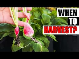 When To Harvest Your Radishes - Garden Quickie Episode 219