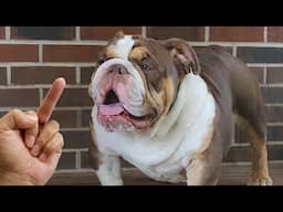 Are Dog Really Hates Being Flipped Off - Funny Dog Reactions | Cool Pets