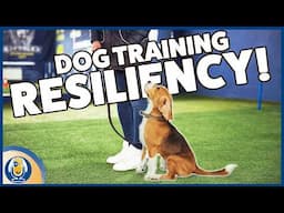 5 Action Steps For Resiliency - Turn A Dog Training Setback To A Comeback