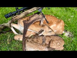 Roo's First Deer On A Meat Hunt | Hunting Fallow Deer