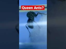 This Is What A Queen Ant Looks Like! #shorts