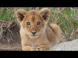 Incredible Miracles: Animal Births from Alpacas to Lions | Our World