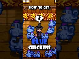 Blue Chickens are the BEST! I love them