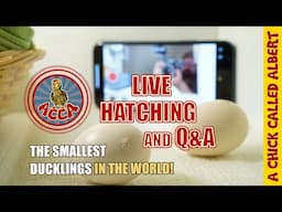 Live Hatchings - The smallest ducks on earth