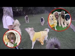 DRESSING UP MY 4 DOGS FOR HALLOWEEN | Kaelin And Her Pups 025