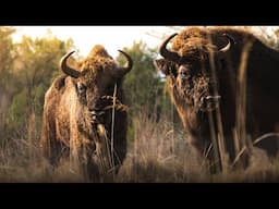 Face to face with GIANTS | The European Bison