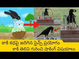 తెలివైన కాకి - Science Experiment | Crow understanding of water displacement Experiment