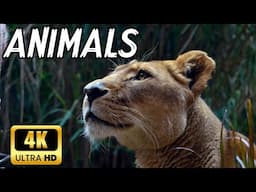 Wild Animals in 4K with Soothing Music and Nature Sounds - Wildlife in 4K