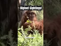 Rare Bigfoot Sightings That Will Leave You Convinced #shorts #shortvideo #bigfoot