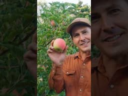 First Every Orchard Tour video live now on my channel! #garden #gardening #fruit #fruittrees #figs