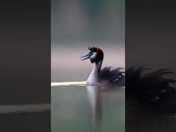 During breeding season, an orange plumage will appear around a grebe's neck and above their head.