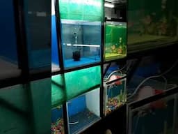 Aquarium and Bird Shop in Kadi Gujarat #kadi #aquarium #birds