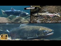 Salmon surge upriver to spawn | Mt. Hood National Forest | Oregon