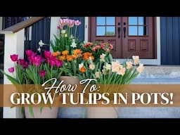 How to Grow Tulips (and Daffodils) in Pots for a Beautiful Spring Container Garden!