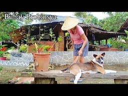 A Simple Life in the Philippines | Philippine Countryside | Buhay Bukid Buhay Probinsya @amigacha