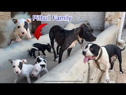 Pitbull Cute Puppy With Parents ❤️ Punjabi Shok Vlogs