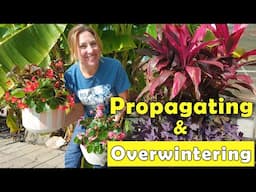 Propagating for Overwintering | Begonias, Cordyline & Purple Heart | #budgetgardening