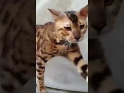 Kucing Bengal naik dinding