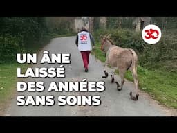 Cet âne a été laissé seul de longues années