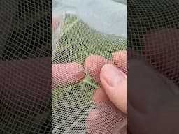 Repairing Insect Netting #pests #carrots #growyourownfood