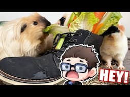 Meerschweinchen fressen meine Schuhe! 🫣