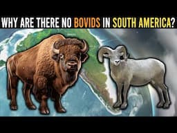 Why Are There No Bovids In South America?