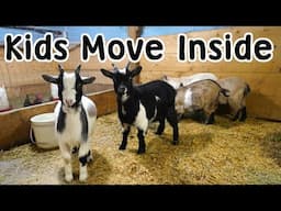 Kid Goats Go Inside - Solar Power Turned On