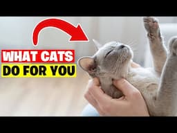 10 Ways Your Cat Secretly Helps You (and you had no idea!)