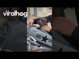 Puppy Rides Motorcycle || ViralHog