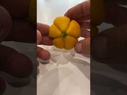 WTF? How To Eat A Citremon Lemon 🍋 CRAZY!!! Trifoliate Lemon #rare #lemon #toughcitrus