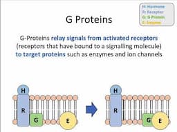 AH Biology 1.4c Hydrophilic Signals and Transduction