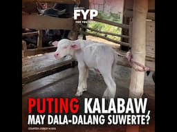 Puting kalabaw sa Nueva Ecija, may dala-dalang suwerte?! | FYP