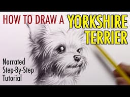 How to Draw a Dog: Yorkshire Terrier